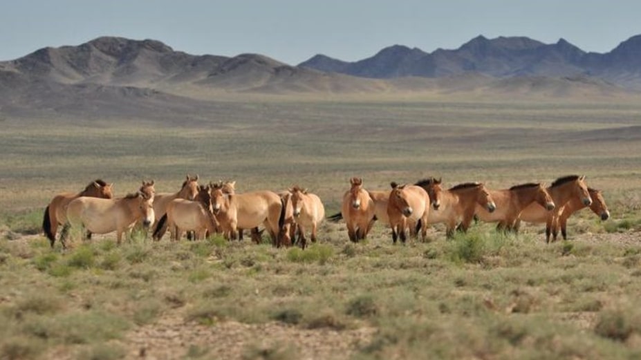 テレルジ－ホスタイ－ブルド4 泊5 日間